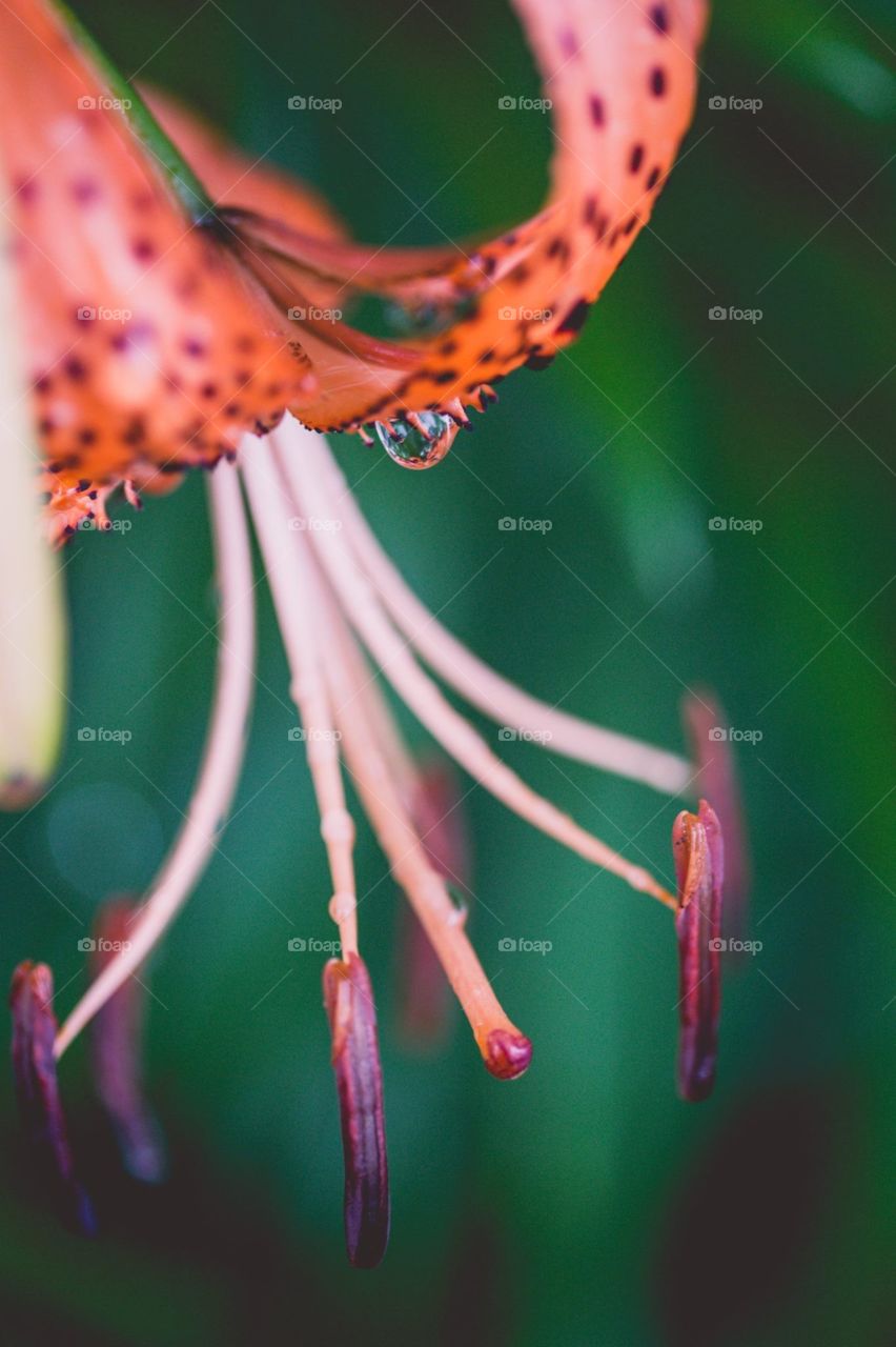 Asiatic lily