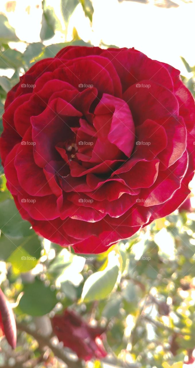 Red rose floribunda