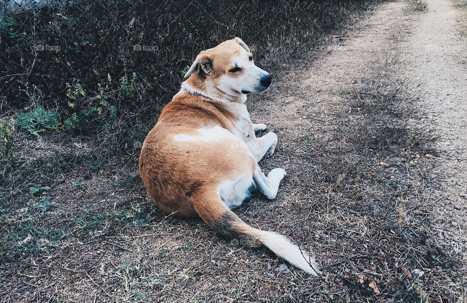 Dog relaxing 