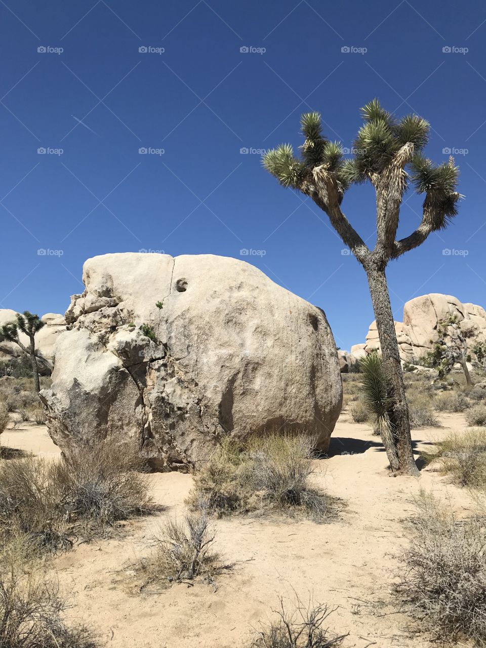Joshua Tree National Park 