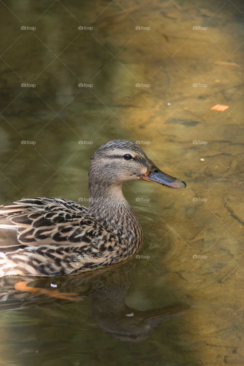 Female mallard duck wadding in pond with green and brown swirls.
