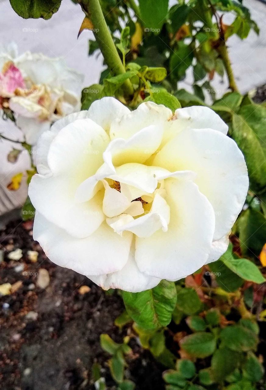 An ornamental rose bush near the entrance to the a bank in a local shopping mall (La Mesa, California)