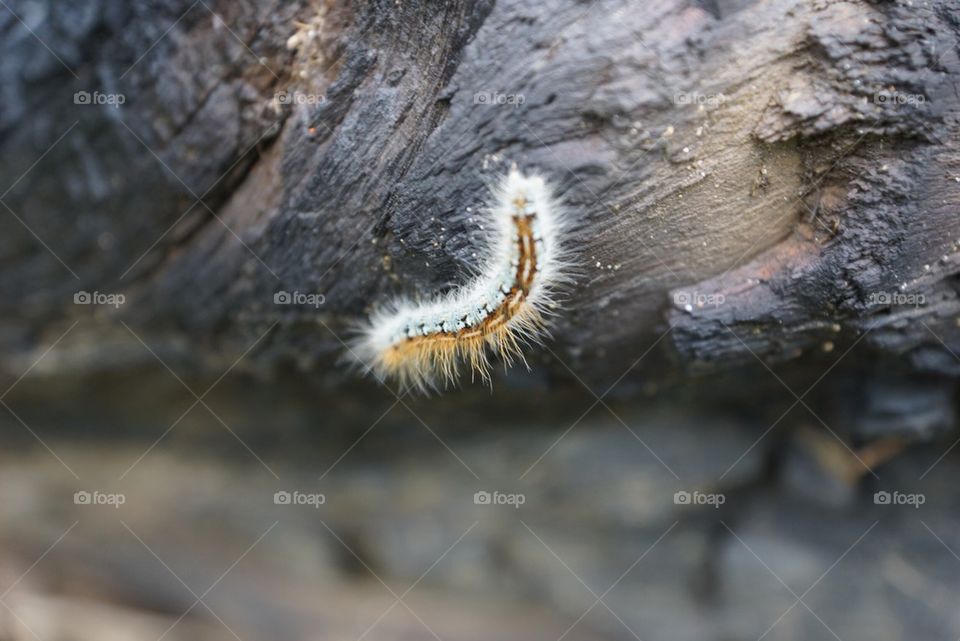 Cuddly Caterpillar 