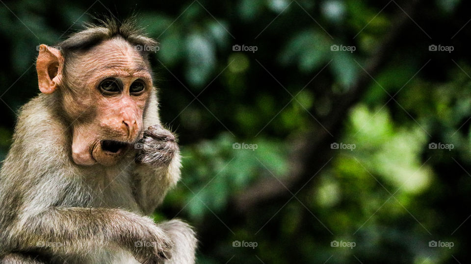 A snap of an Indian monkey who stored food in his jaws and taken it out when he need it..  wowieee funnyyy his face.. #funatlook #Indian monkey