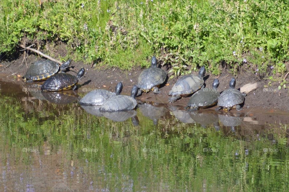 Turtles, turtles and more turtles sunning themselves