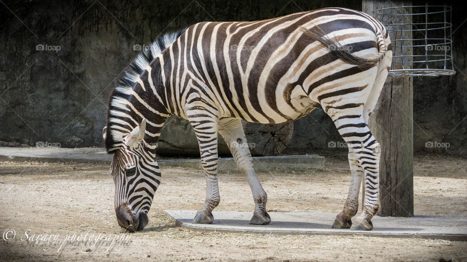 Zebra 