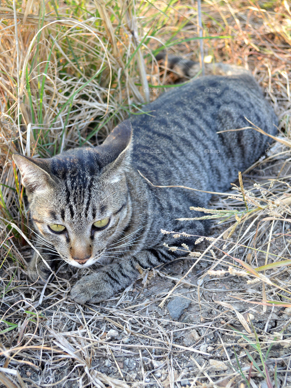cat in garden