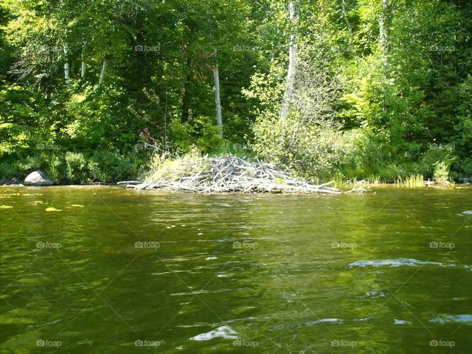 Came across this beaver dam while fishing in Ontario Canada