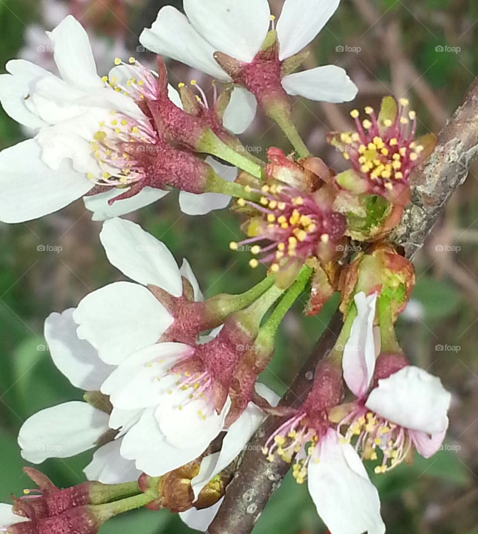 flowering tree. flowering tree in spring