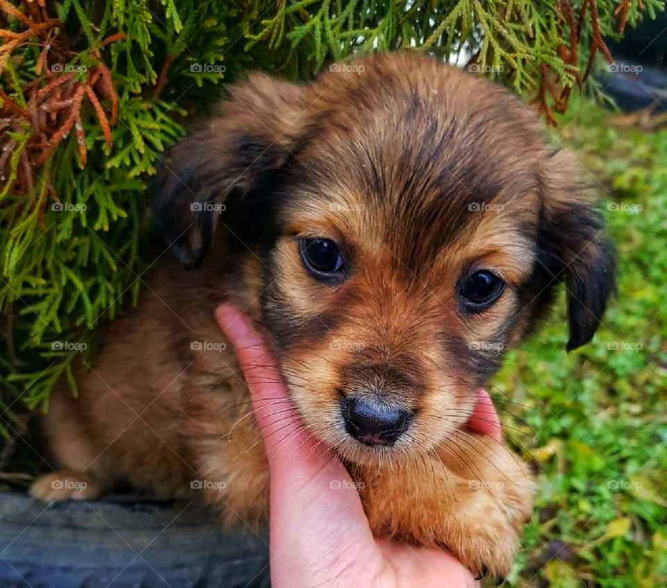 Adorable puppy picture