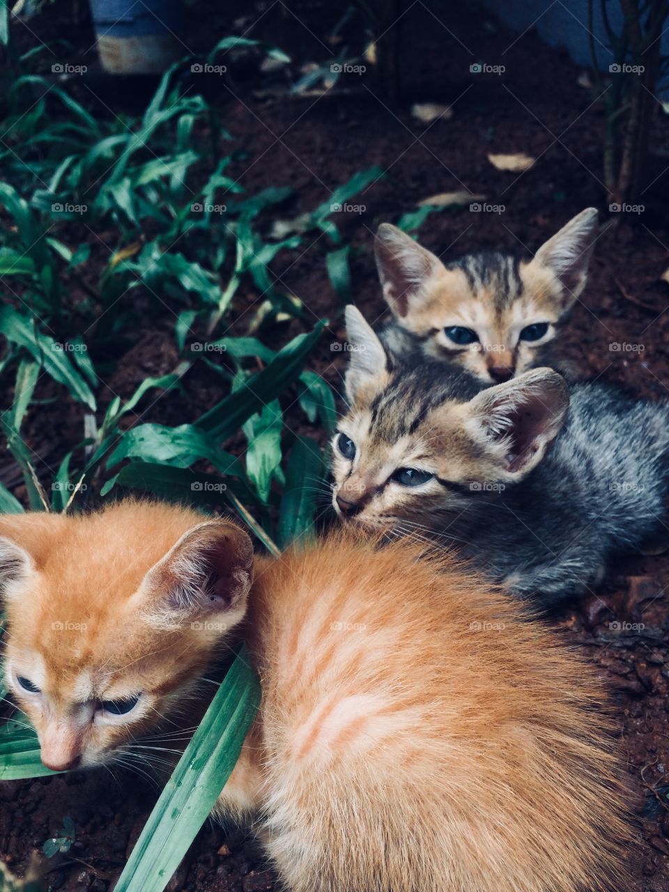  Beautiful Kittens in Goa 2018