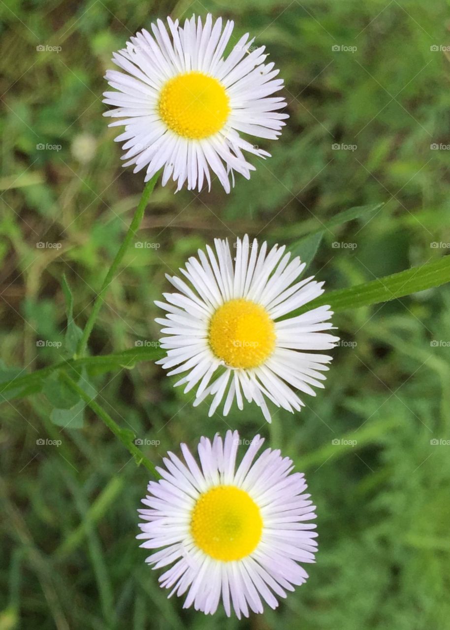 Prairie Fleabane 