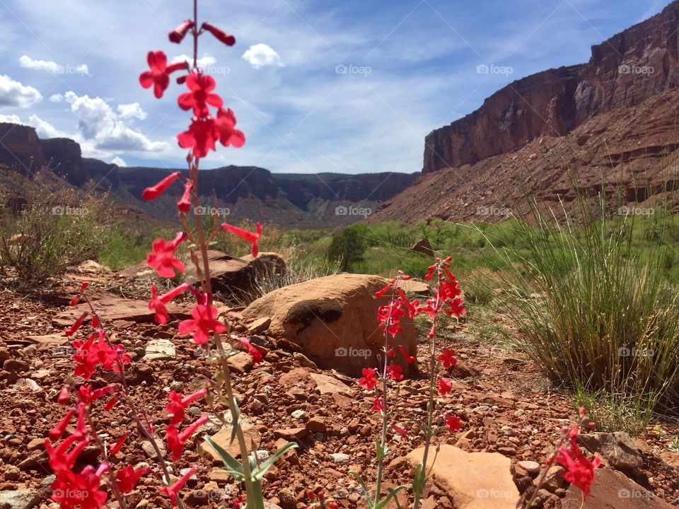 Sandstone Canyon with wildflowers