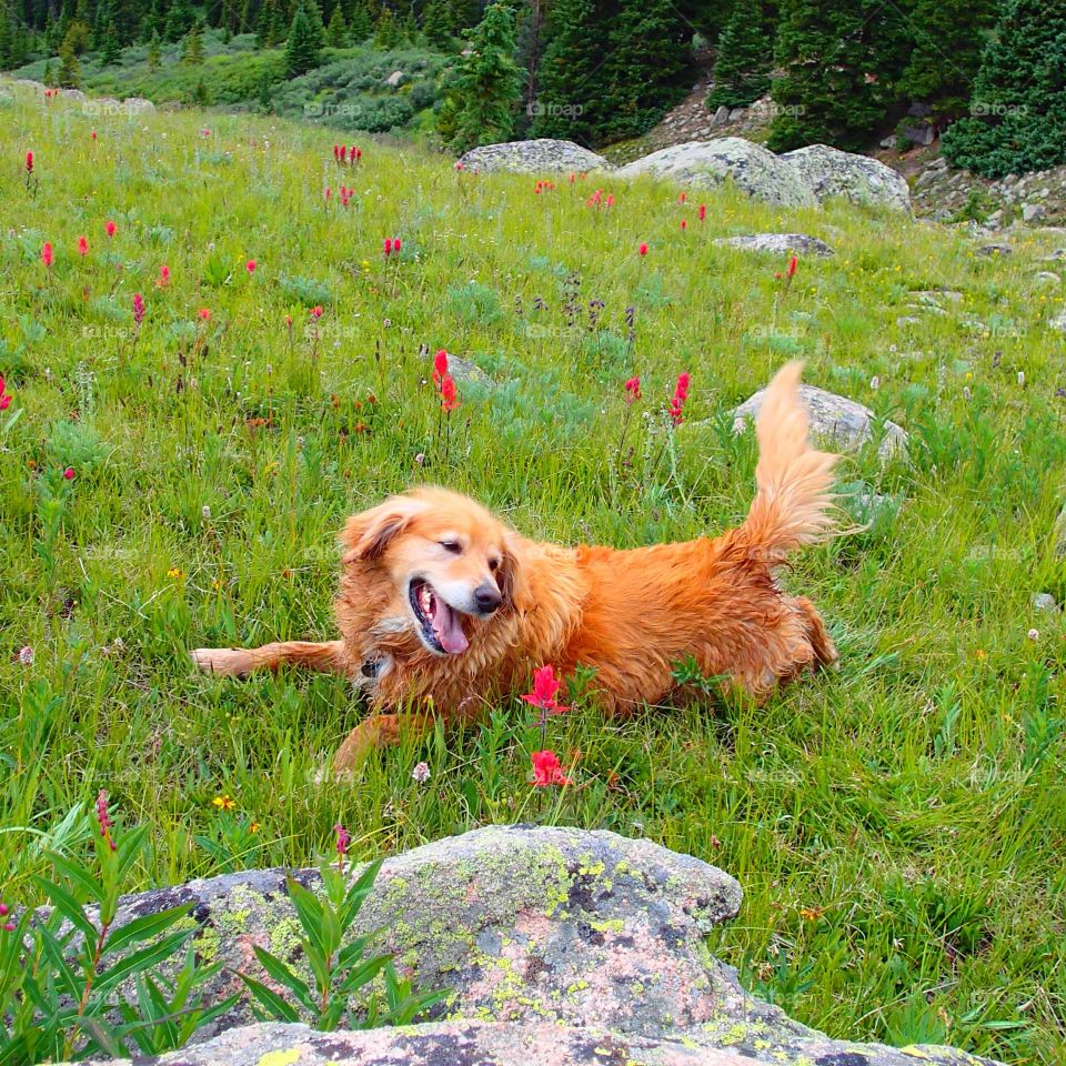 Loving the wild flowers 