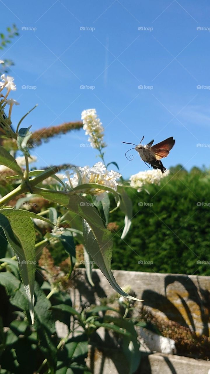 kolibri butterfly in my backyard