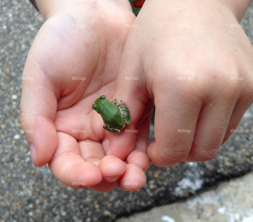 Frog friend