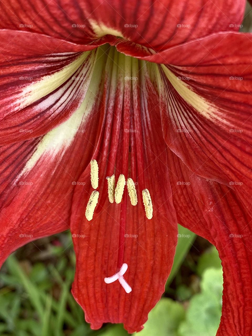 Close-up of a beautiful red lily 