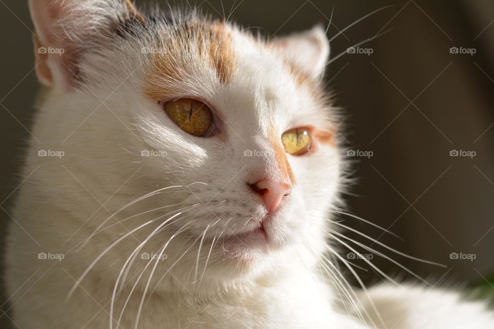 cat beautiful portrait close up