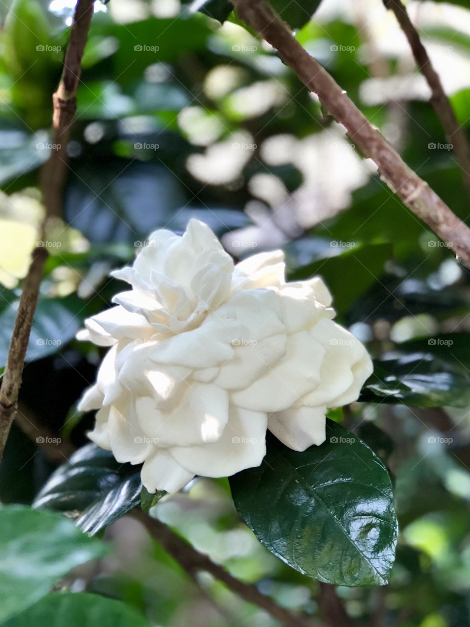 Gardenia 