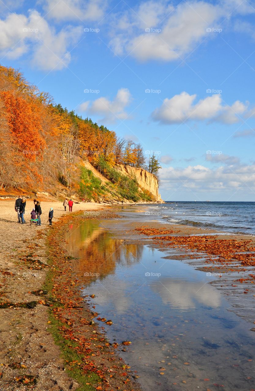 orange forest on the cliff on the baltic sea coast in gdynia, poland