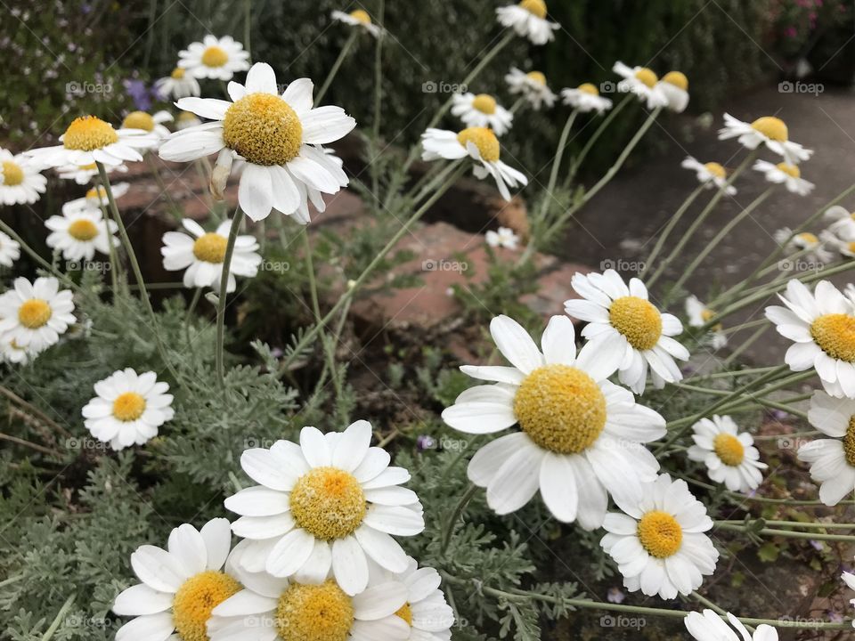 These beautiful daisy type flowers just give us nature at its very best.