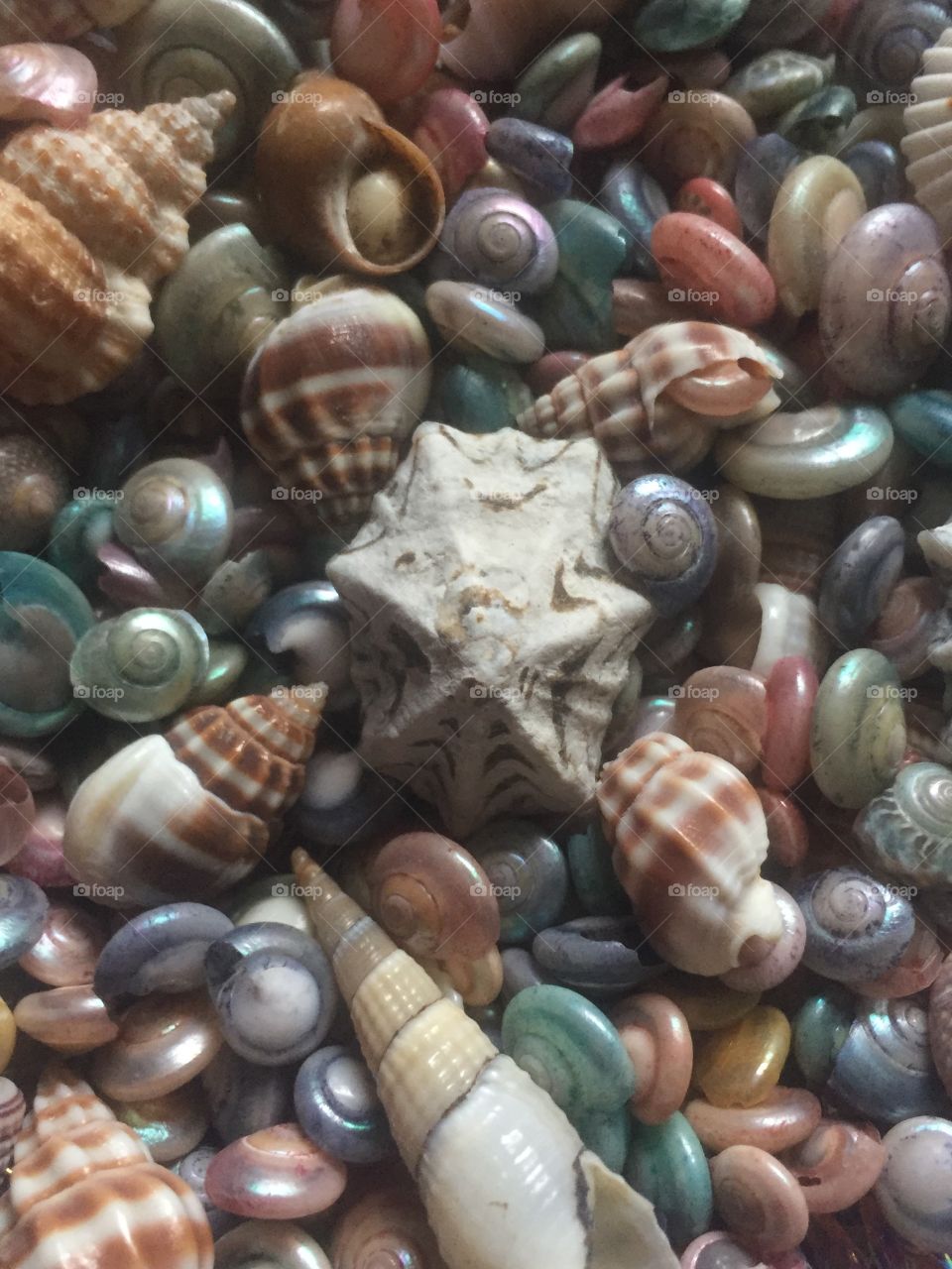 Shells