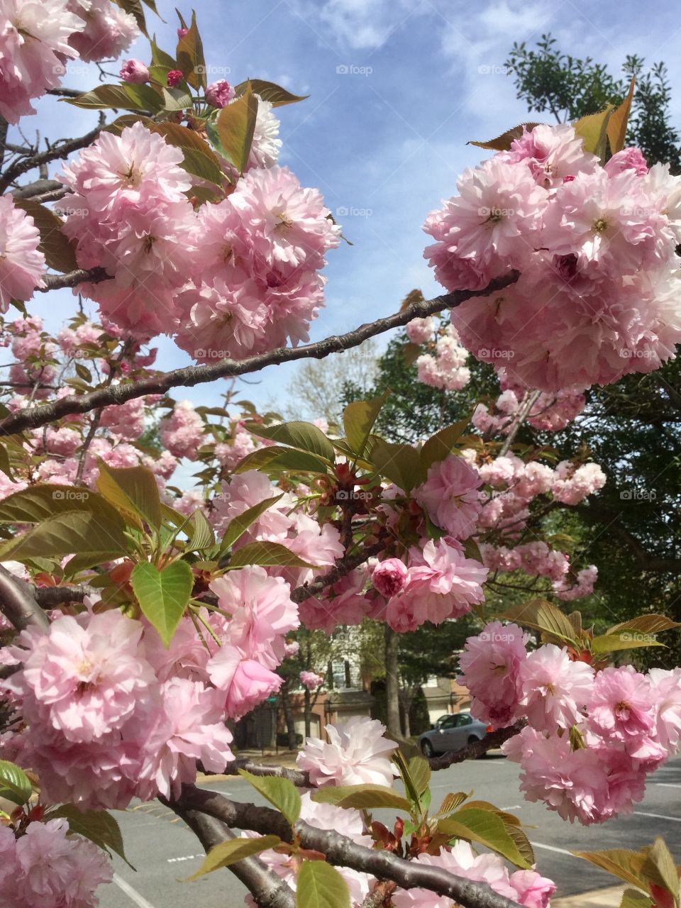 Lovely cherry blossoms 