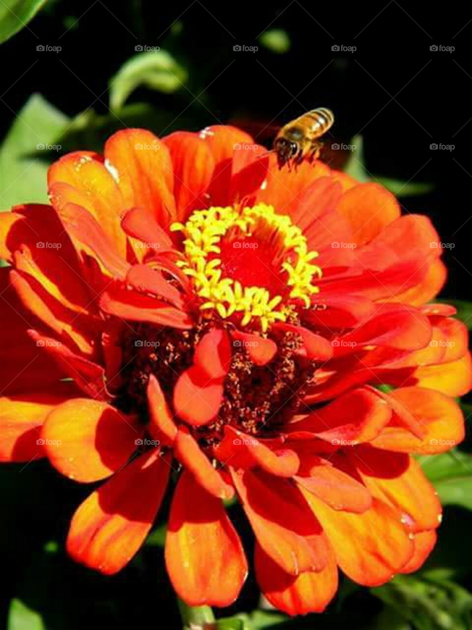honeybee in flight hovering over bright orange flower