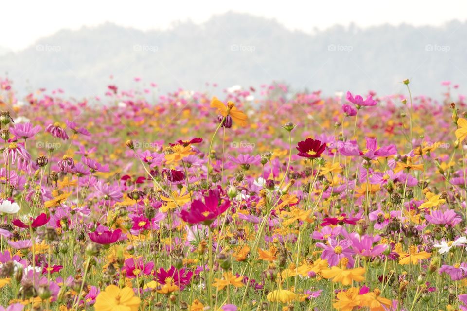Beautiful colorful flower field 