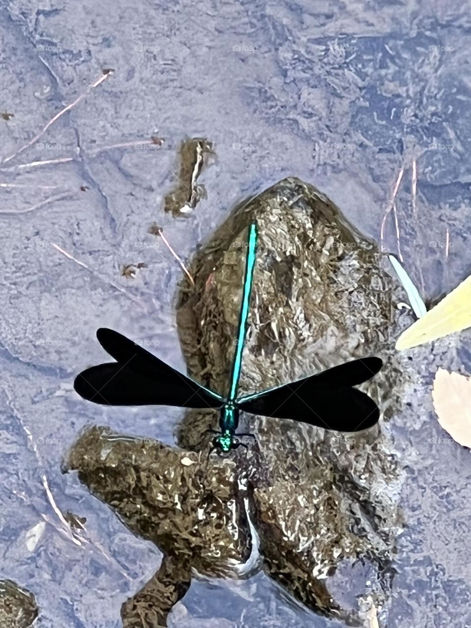Dragonfly