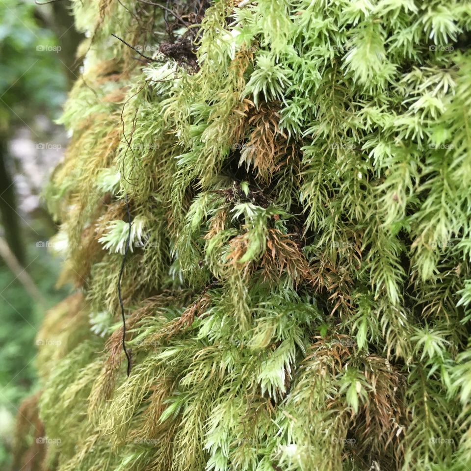 Soft green mossy growth on trees