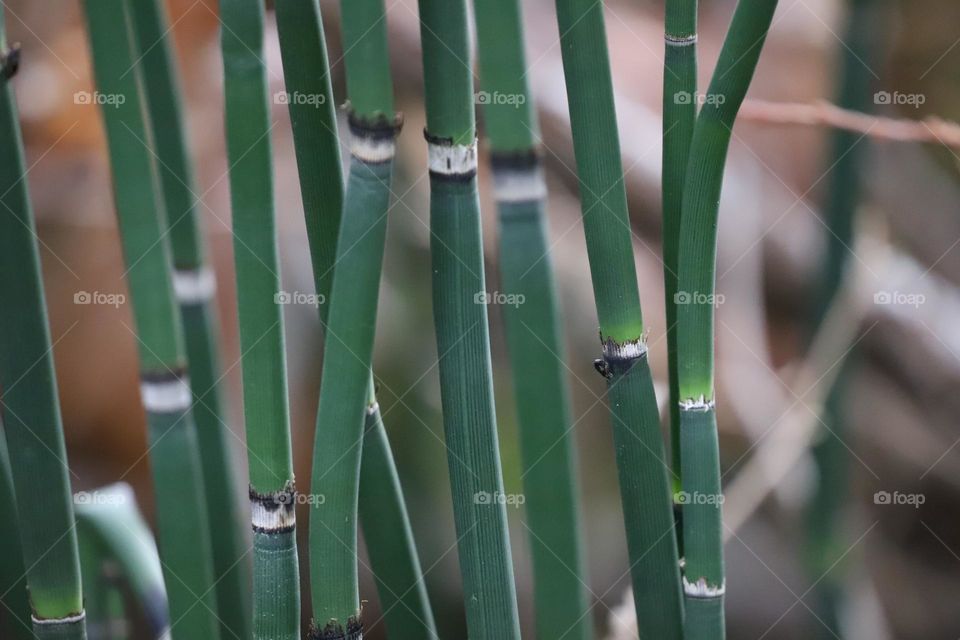 Bamboo stalks, closeup 