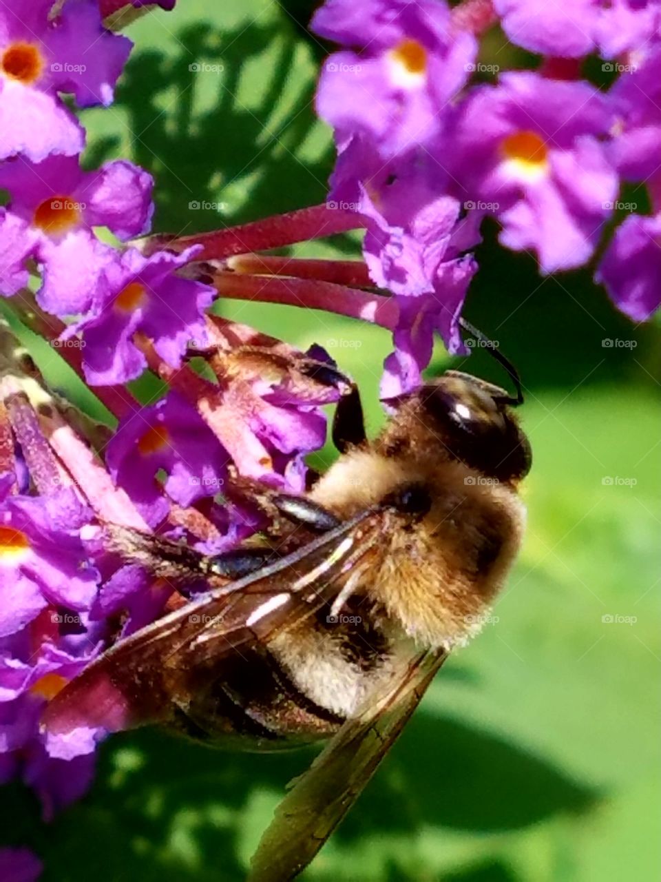 Bumblebee gathering pollen from purple bush.