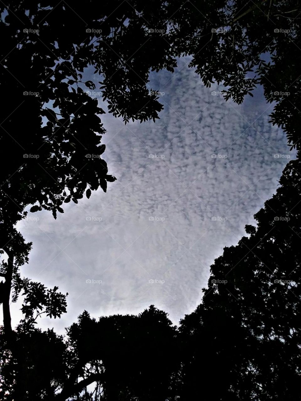 Céu fofo e macio. Nuvens parecem algodão em meio a sombra fresca das arvores da floresta.