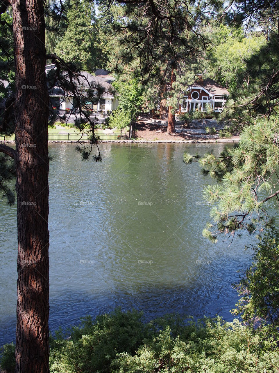 Ponderosa pine trees on a walking trail in Pioneer Park in Bend in Central Oregon border the Deschutes River with houses on its other banks on a sunny sunny day. 