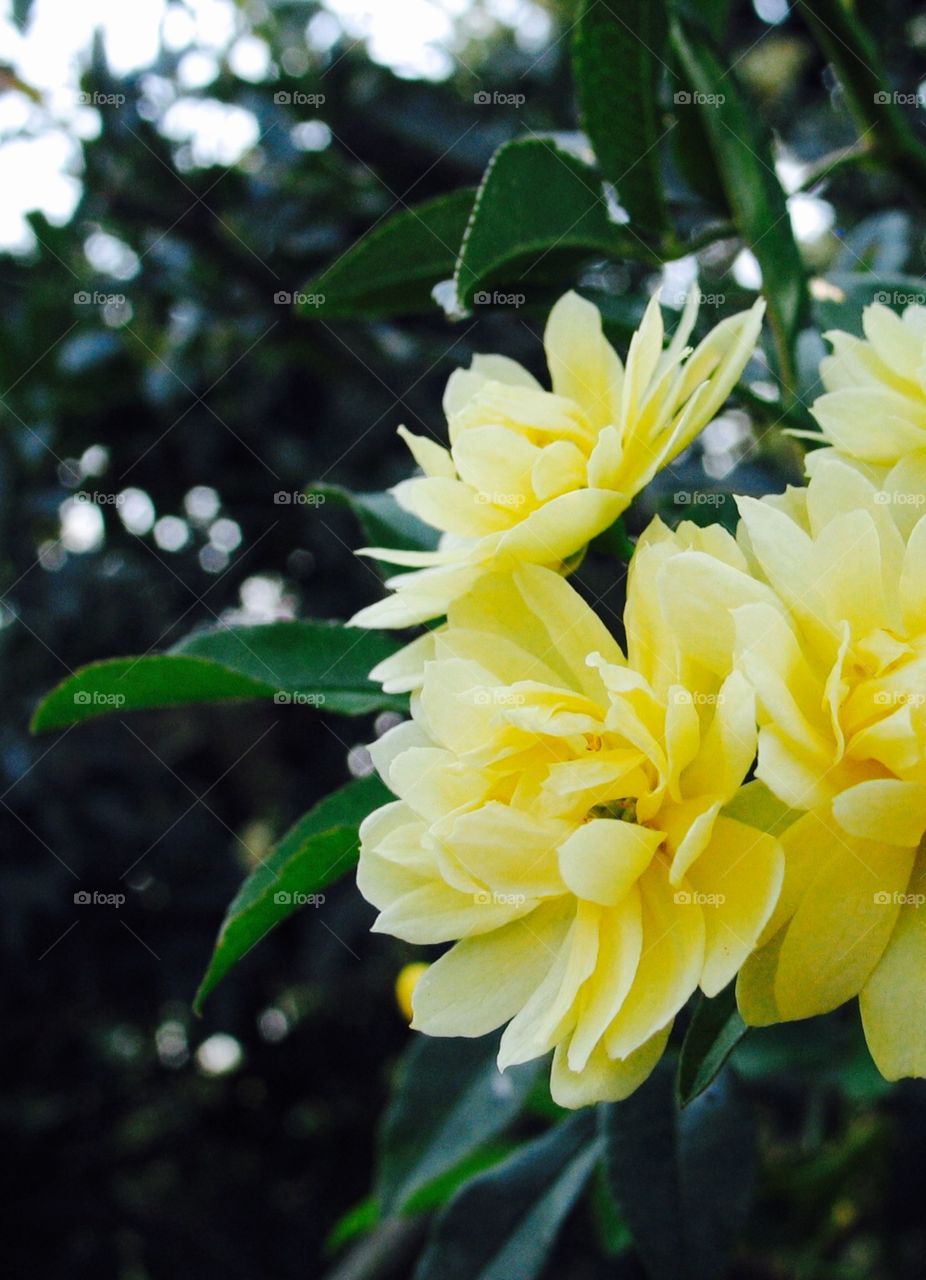 Yellow flowers