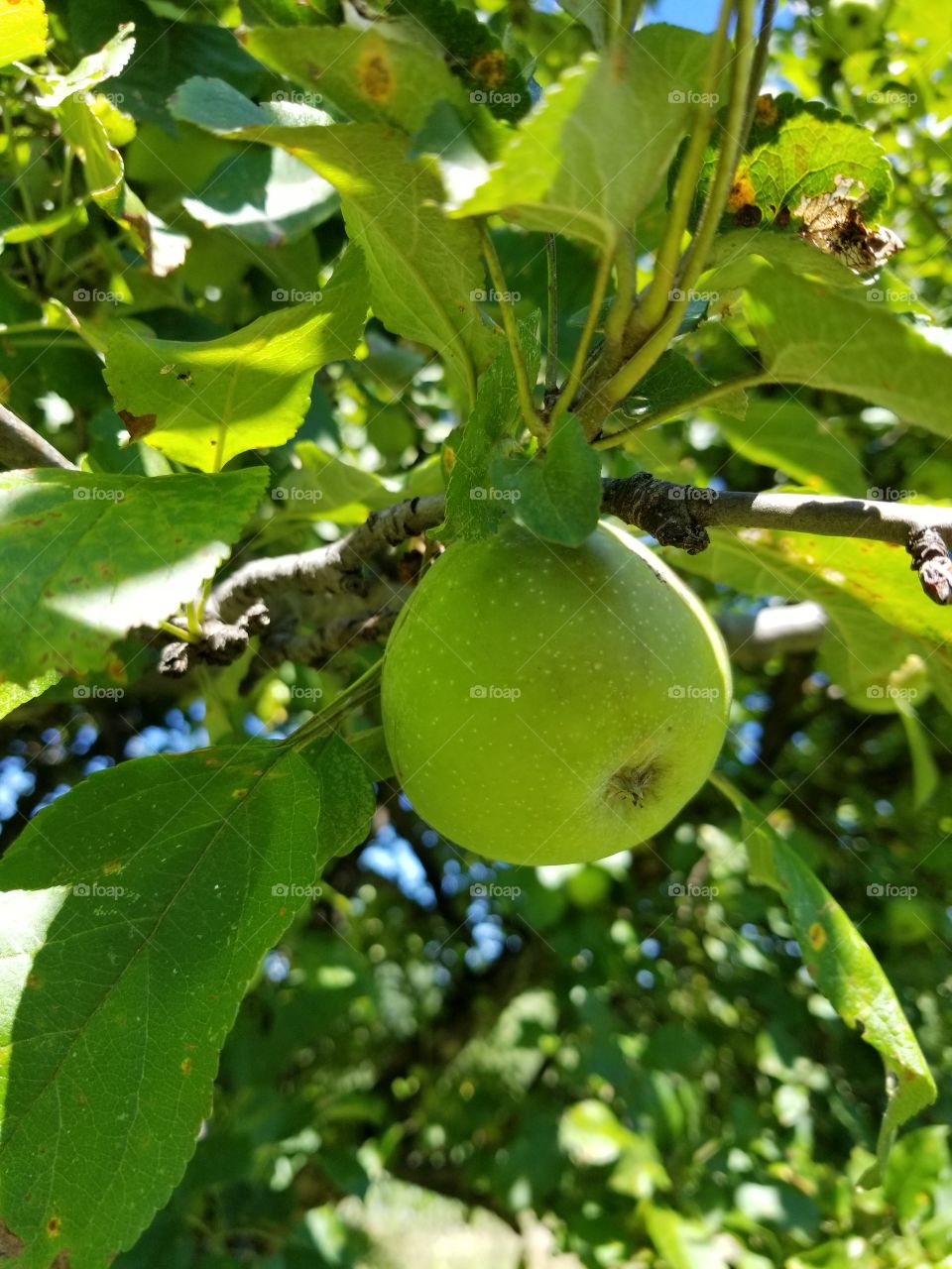 Leaf, Nature, Fruit, Food, No Person