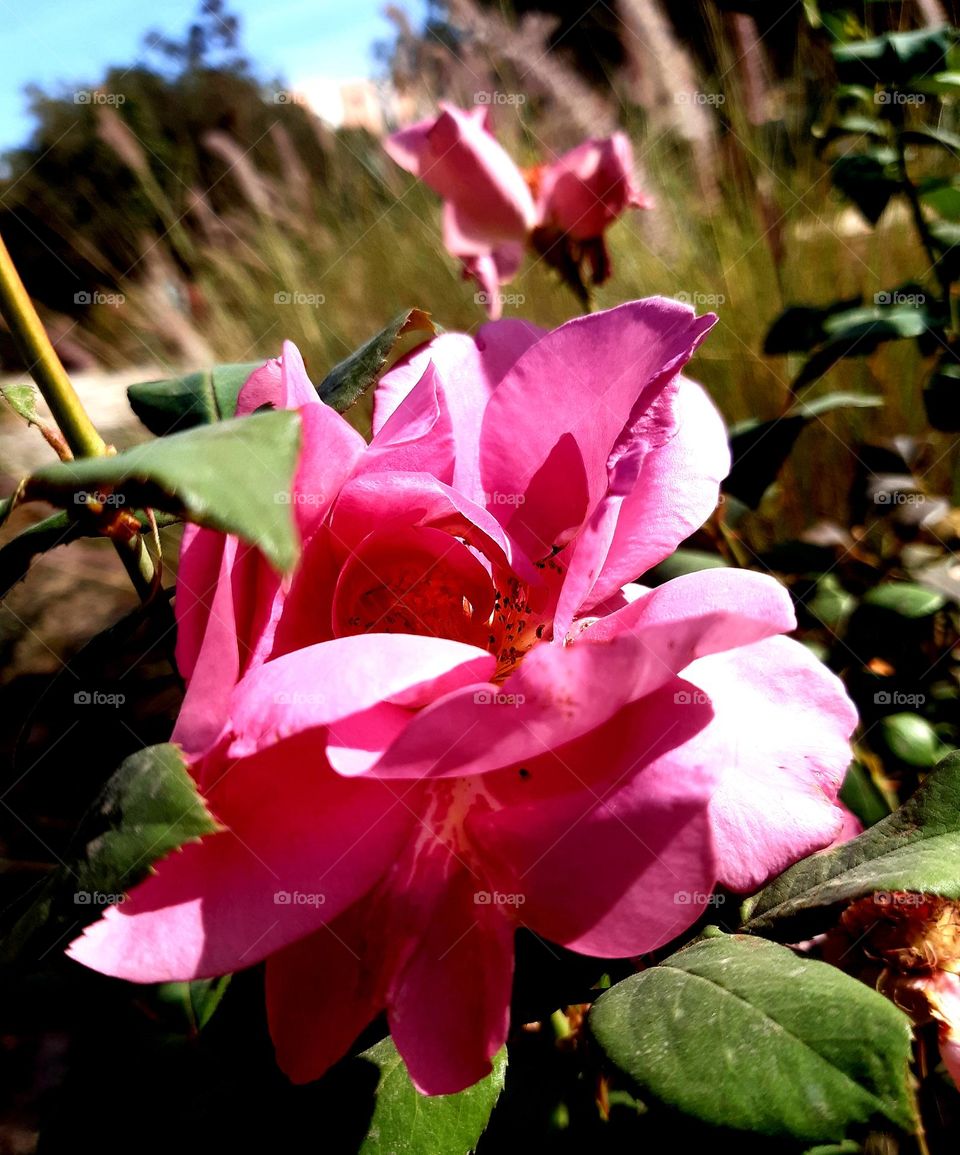 A soft pink rose with petals in delicate shades of light pink, fading into white at the edges. The rose comes to life against a calm green backdrop, with sparkling dewdrops scattered on its petals, highlighting its intricate beauty on January 1, 2025