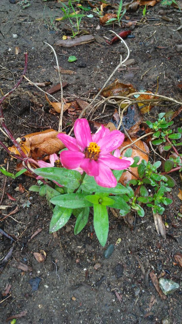 Flower, Nature, Garden, Flora, Leaf
