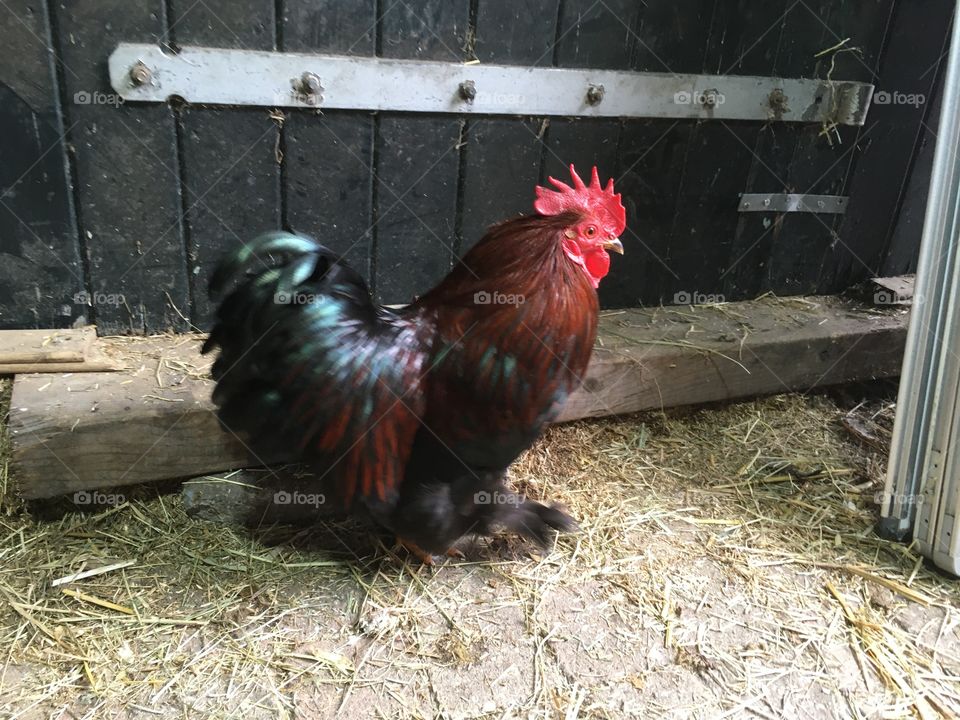 Small rooster in horse stable