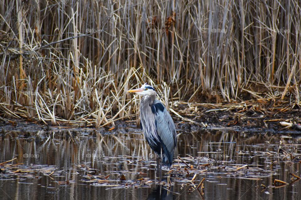 A blue heron looks for food