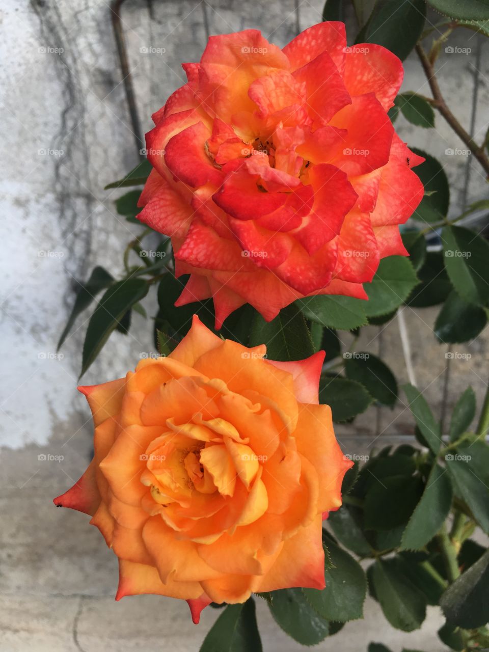 Rosas 