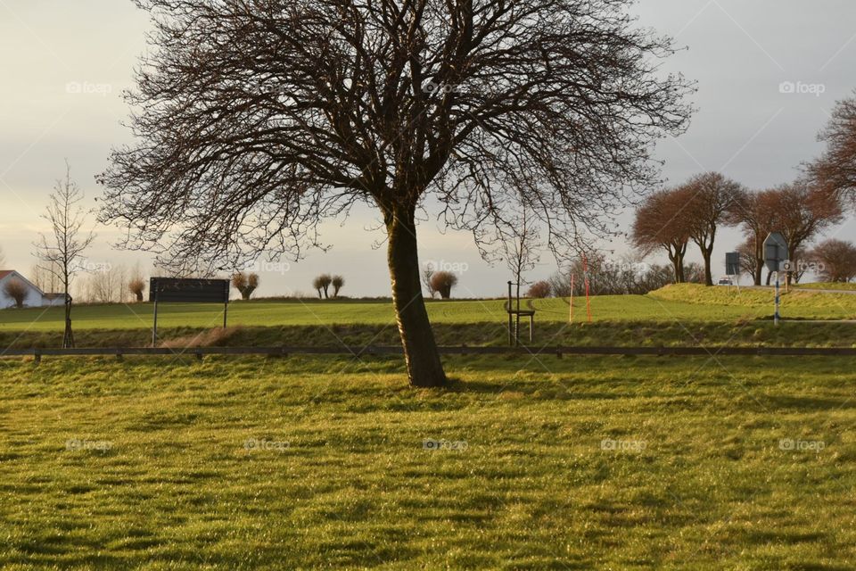 Tree, Landscape, Grass, Park, Fall
