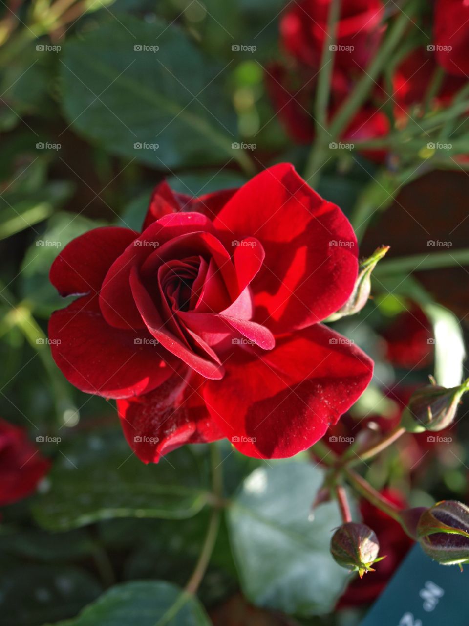 Red Rose 