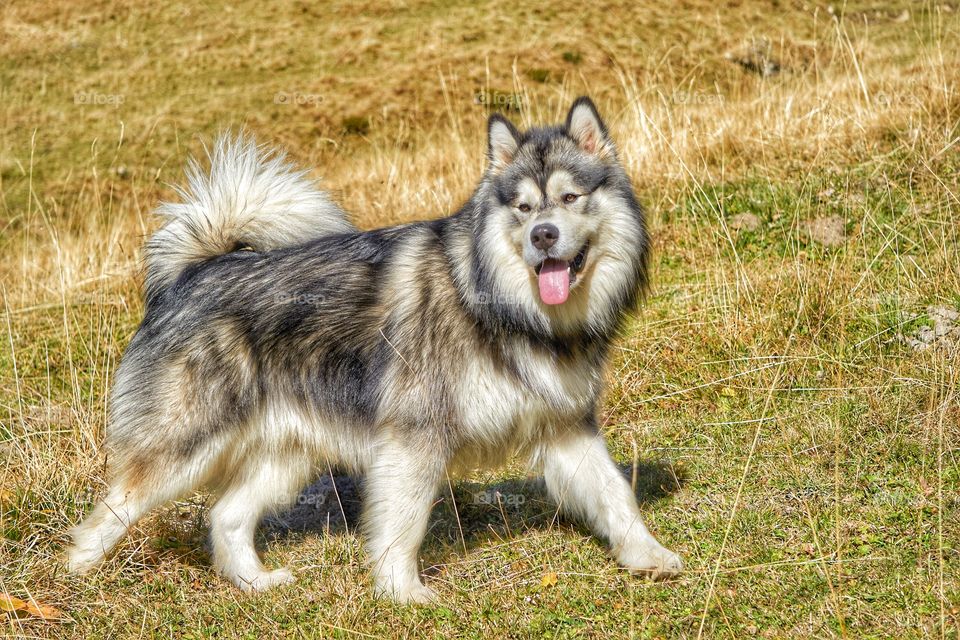 Alaskan Malamute