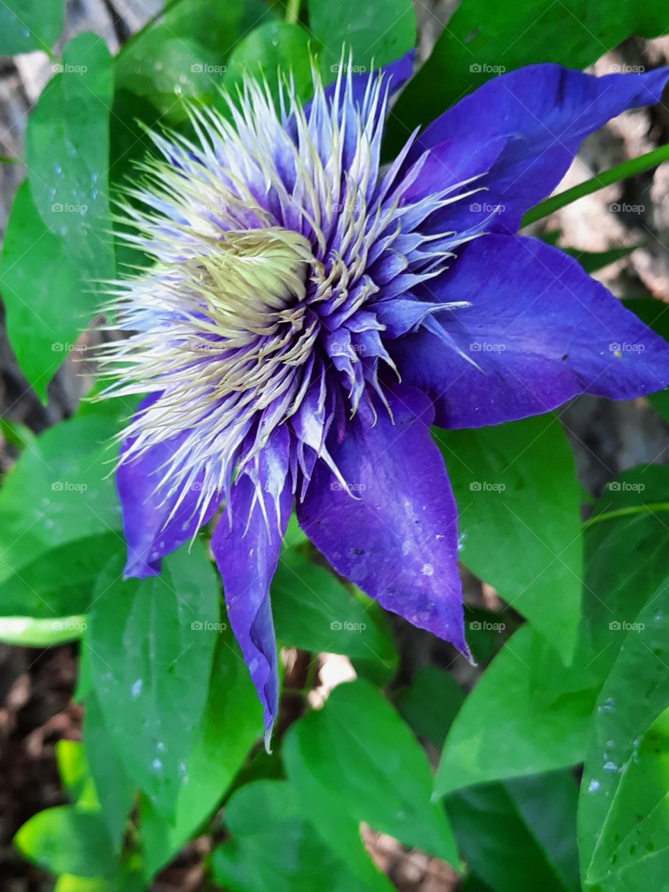 blue clematis in summer