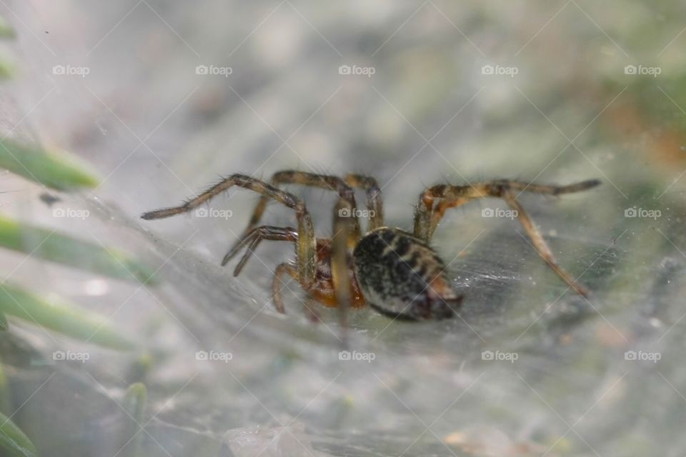 Spider On Web. Spider on web