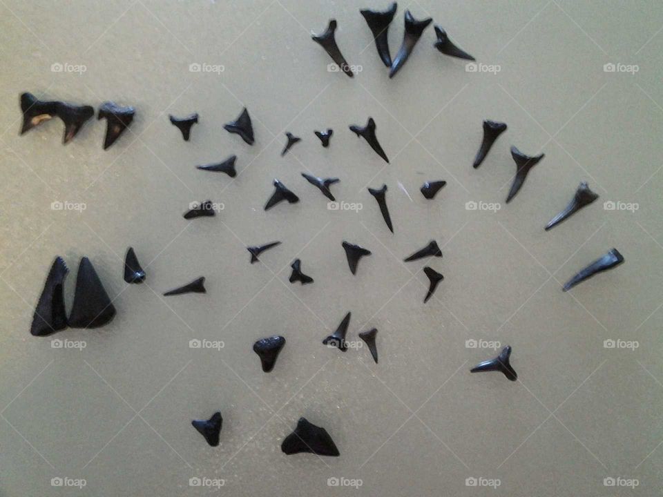 shark's teeth