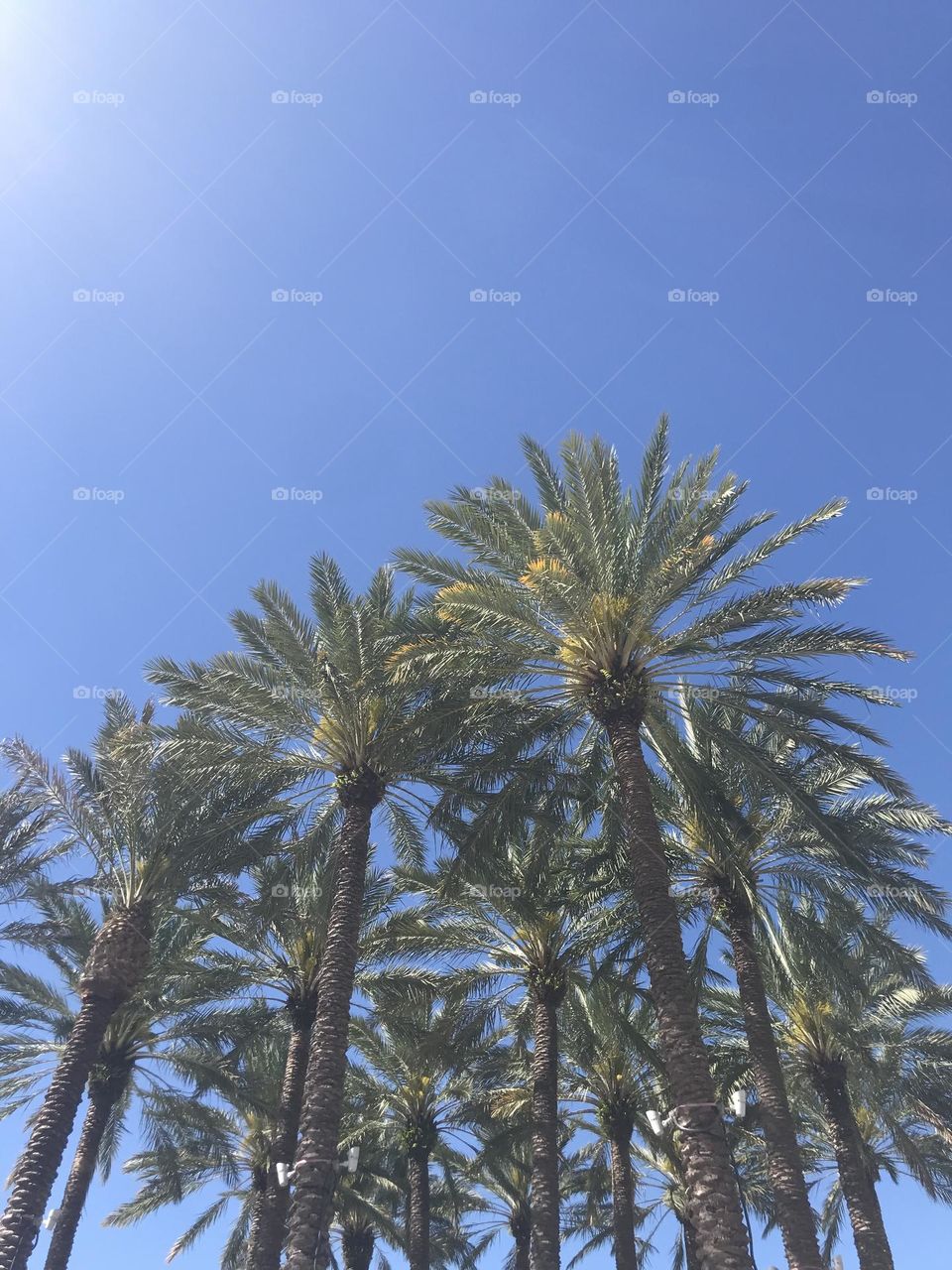 Sunny Day and Palm Trees in Florida 