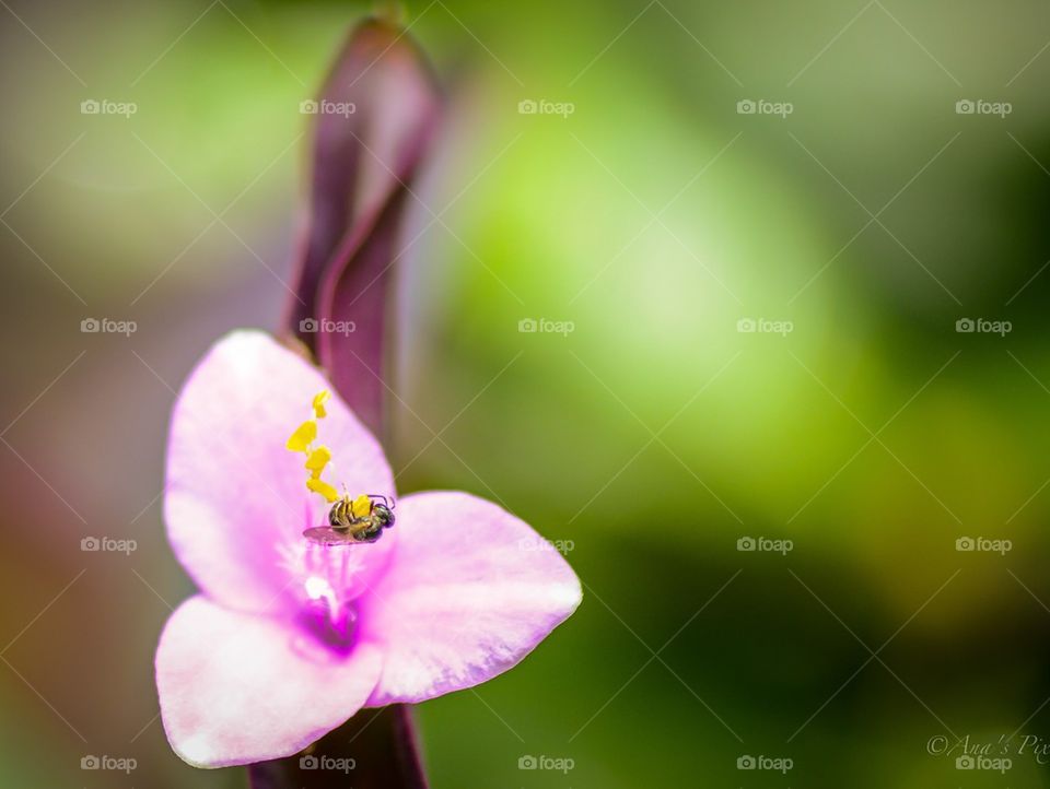 Bug on flower